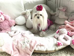 Sweatshirt für Hunde Streifen Lila-pink