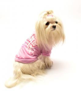 Hunde T-Shirt CROWN