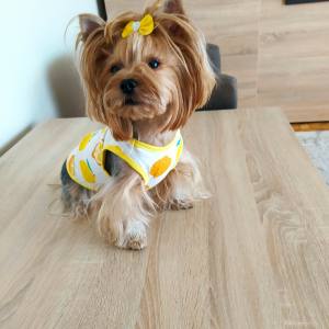 Hunde T-Shirt LEMON YELLOW