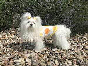 Hunde T-Shirt LEMON YELLOW