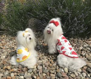 Hunde T-Shirt LEMON YELLOW