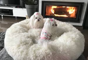 Hunde T-Shirt LOVELY HEART PINK