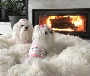 Hunde T-Shirt LOVELY HEART PINK