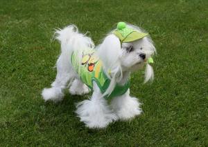 Hunde T-Shirt MONKEY Restposten