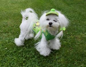 Hunde T-Shirt MONKEY Restposten