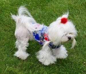 Hunde T-Shirt PAW Restposten