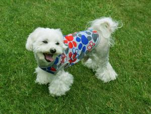 Hunde T-Shirt PAW Restposten