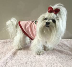 Hunde T-Shirt Rosa Melone