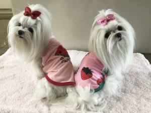 Hunde T-Shirt Rosa Melone
