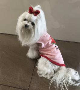 Hunde T-Shirt Rosa Melone