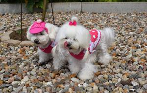 Hunde T-Shirt STRAWBERRY