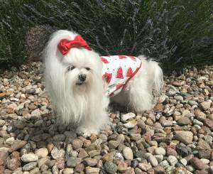 Hunde T-Shirt WATERLEMON