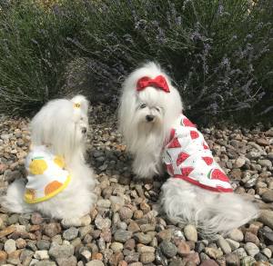 Hunde T-Shirt WATERLEMON