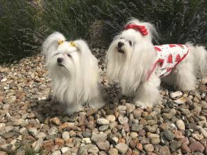 Hunde T-Shirt WATERLEMON