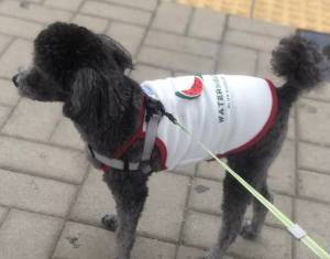 Hunde T-Shirt WATERMELON 3 D