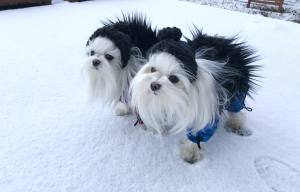 *TAMPERE *Hunde Winteranzug mit Geschirr kurze Beine RESTPOSTEN