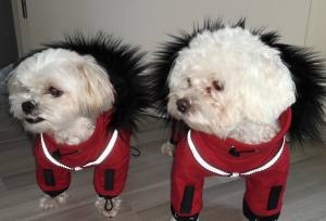 VANCOUVER Hunde Winteranzug  mit Geschirr  Girls OnLY für Hunde