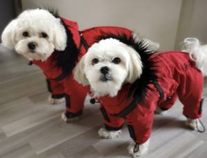 VANCOUVER Hunde Winteranzug  mit Geschirr  Girls OnLY für Hunde