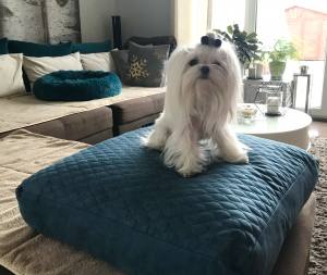 Hunde Vital Kissen TOM Liegeplatz ,Bett Hund