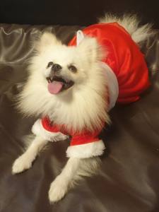 Weihnachts Kleidchen SANTA BABY