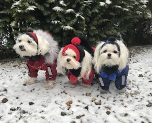 Hundecappy mit Bommel  ,Wintermütze VANCOUVER