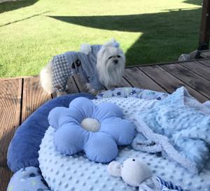 Hunde Winteranzug Bärchen Blau dick gefüttert