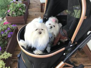 Hunde Winteranzug Bärchen Blau dick gefüttert