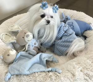 Hunde Winteranzug ,Jogginganzug Baby Bear Blue