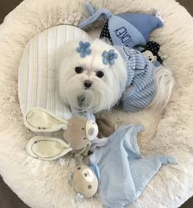 Hunde Winteranzug ,Jogginganzug Baby Bear Blue