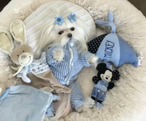 Hunde Winteranzug ,Jogginganzug Baby Bear Blue