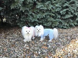 Hunde Winteranzug ,Jogginganzug Baby Bear Blue