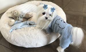 Hunde Winteranzug ,Jogginganzug Baby Bear Blue