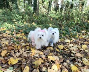 Hunde Winteranzug ,Jogginganzug Baby Bear Pink