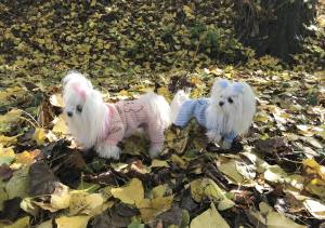 Hunde Winteranzug ,Jogginganzug Baby Bear Pink