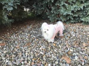 Hunde Winteranzug ,Jogginganzug Baby Bear Pink