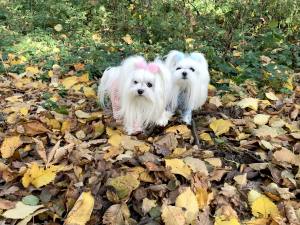 Hunde Winteranzug ,Jogginganzug Baby Bear Pink