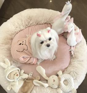 Hunde Winteranzug ,Jogginganzug Baby Bear Pink
