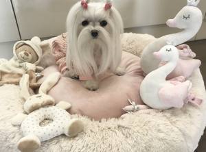 Hunde Winteranzug ,Jogginganzug Baby Bear Pink