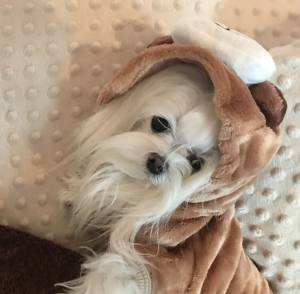 Hunde Little BÄRCHEN Winteranzug ,Jogginganzug
