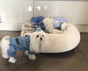 Hunde Winteranzug ,Jogginganzug „MY BLUE BABYDOG”