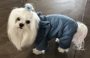 Hunde Winteranzug ,Jogginganzug „MY BLUE BABYDOG”