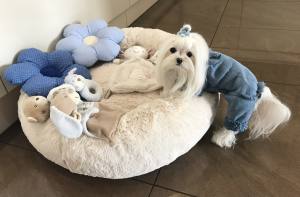 Hunde Winteranzug ,Jogginganzug „MY BLUE BABYDOG”