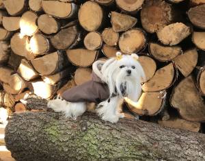 Winterjacke für Hunde AARON in braun