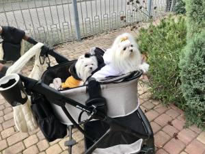 Winterjacke für Hunde ANTON in Gelb