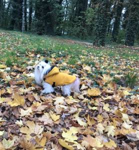 Winterjacke für Hunde ANTON in Gelb