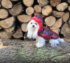 Winterjacke für Hunde ELENA in rot/kariert