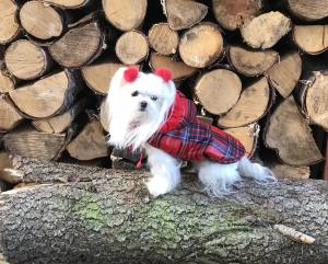 Winterjacke für Hunde ELENA in rot/kariert