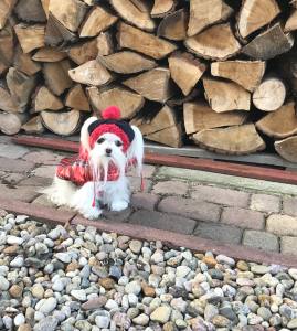 Winterjacke für Hunde ELENA in rot/kariert