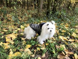 Winterjacke für Hunde ELIAS in Camouflage