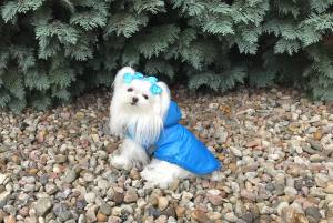 Winterjacke für Hunde EMILIA türkisblau